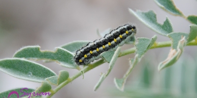 Zygaena carniolica caterpillar